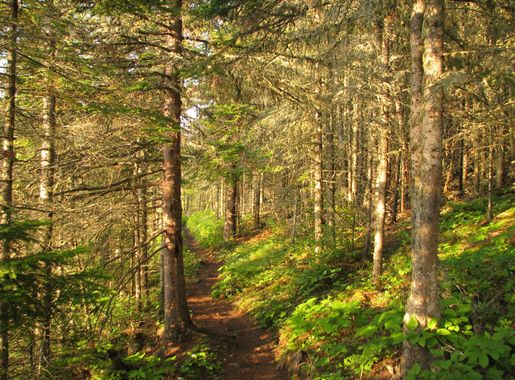 File:ISROTobin.jpg - Wikimedia Commons