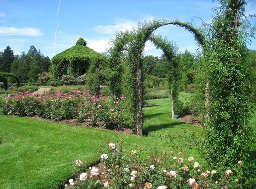 File:Elizabeth Park, Hartford, CT - rose garden 4.jpg - Wikimedia Commons