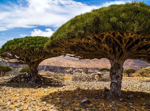 File:Dragon's blood trees, Diksam plateau, Socotra Island.jpg - Wikimedia  Commons