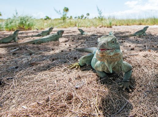 File:Iguanas on Little Water Cay, Turks and Caicos.jpg - Wikipedia