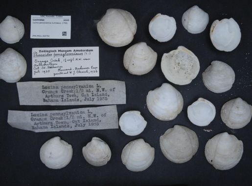 File:Naturalis Biodiversity Center - ZMA.MOLL.420792 - Lucina pensylvanica  (Linnaeus, 1758) - Lucinidae - Mollusc shell.jpeg - Wikimedia Commons