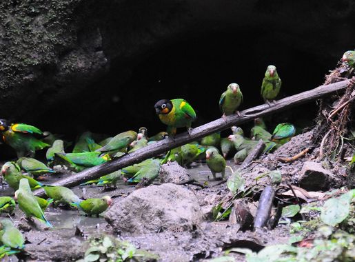 File:Many parrots -Napo Wildlife Centre, Yasuni National Park, Ecuador  -clay lick-8.jpg - Wikimedia Commons