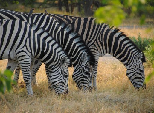 File:Equus quagga in Moremi Game Reserve, Botswana, -12 Nov. 2011 a.jpg -  Wikimedia Commons