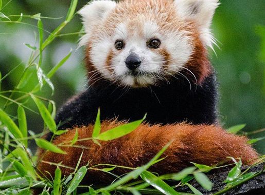 Bear Images | Free Photos, PNG Stickers, Wallpapers & Backgrounds - rawpixel