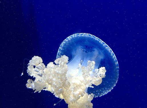 Blue Fish Tank Images | Free Photos, PNG Stickers, Wallpapers & Backgrounds  - rawpixel