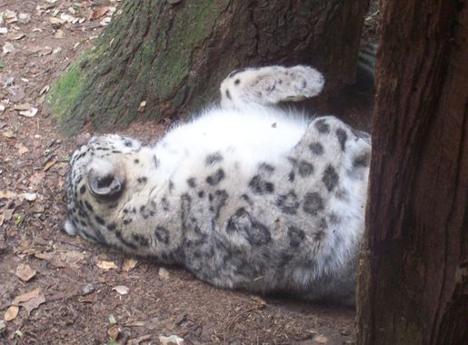 File:Snow leopard at binder park zoo.JPG - Wikimedia Commons