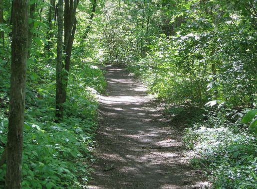 File:Natchez Trace Trail.jpg - Wikimedia Commons