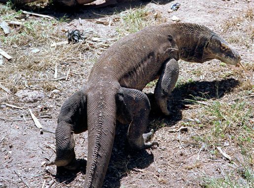 File:Komodo Dragons in the wild on Rinca island Indonesia..jpg - Wikimedia  Commons