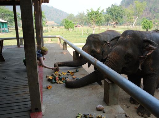 ไฟล์:Feeding elephants Elephant Nature Park.jpg - วิกิพีเดีย
