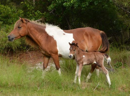 Assateague Island National Seashore Welcomes New Foal - Assateague Island  National Seashore (U.S. National Park Service)