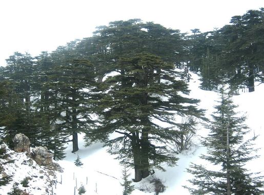File:Forest of The cedars of God.jpg - Wikimedia Commons