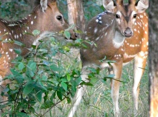 File:Shy Chital Stags.jpg - Wikimedia Commons