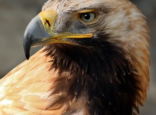 Eastern imperial eagle - Wikipedia