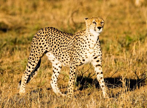 File:Cheetah, Seronera Valley, Serengeti, Tanzania (33293491753).jpg -  Wikimedia Commons