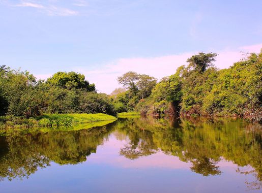 File:Brazil Mato Grosso Do Sul Pantanal Rivière Salobra Salobra River  Miranda Municipe (12833028785).jpg - Wikimedia Commons