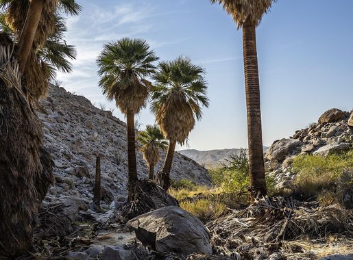 File:Anza Borrego-Palo Verde Site age old palms.jpg - Wikimedia Commons