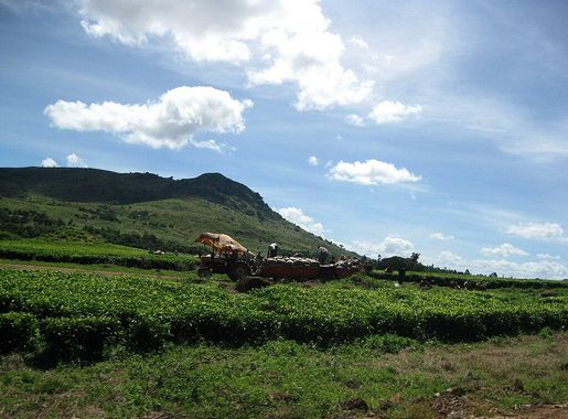 File:Tea plantation near Mulanje.JPG - Wikimedia Commons