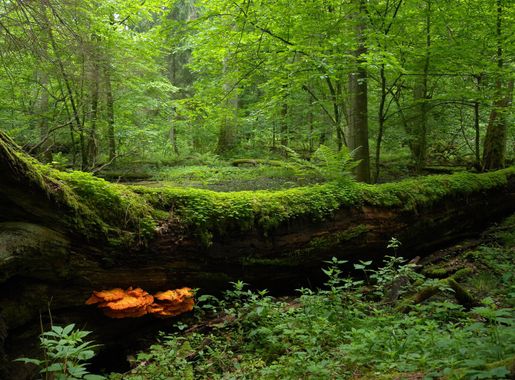 File:Białowieża National Park, Poland (4664493618).jpg - Wikimedia Commons