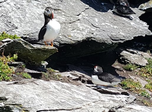 File:Puffins at Skellig Michael 10.jpg - Wikimedia Commons