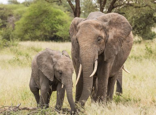 File:Elephant - Tarangire National Park - Tanzania-8 (34980949681).jpg -  Wikimedia Commons