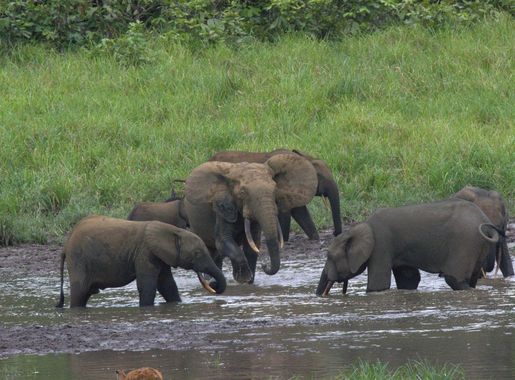 Fichier:Tagoue and other elephants.jpg — Wikipédia