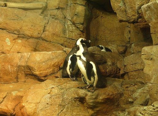 ไฟล์:Penguin Exhibit at Monterey Aquarium, California.JPG - วิกิพีเดีย