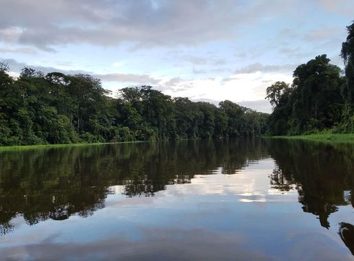 Free picture: channel, rain forest, river, tropic, forest, shore, water,  landscape, nature, swamp