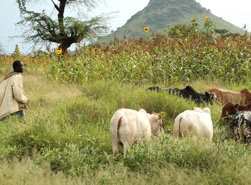 File:Agriculture au tchad.jpg - Wikimedia Commons