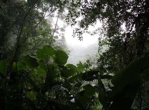 File:Cloud Forest at Monteverde.JPG - Wikimedia Commons