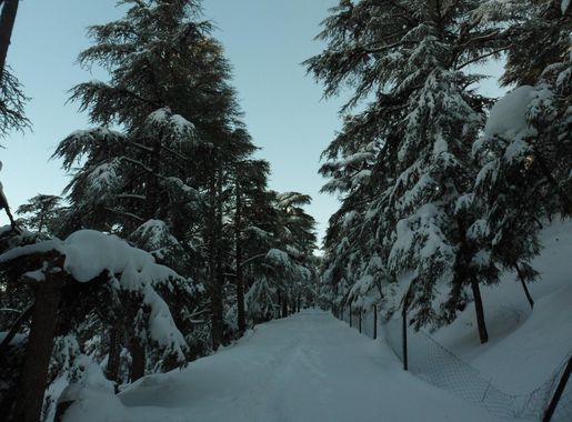 File:Theniet El Had National Park.JPG - Wikimedia Commons