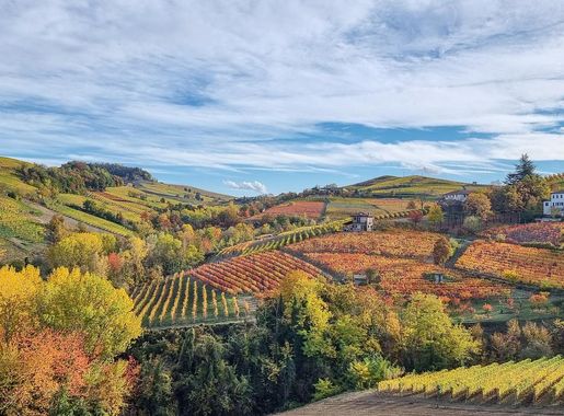 File:Vineyards - Barolo, Cuneo, Itay - November 2, 2021 01.jpg - Wikimedia  Commons