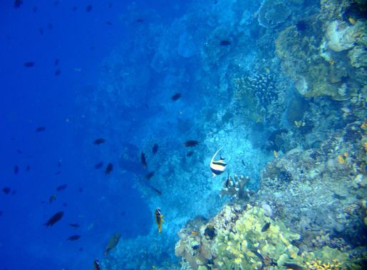 File:Bunaken Marine Park (8).JPG - Wikimedia Commons