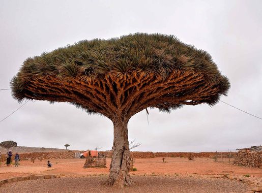 File:Dragon's Blood Tree, Socotra Is. (25604007113).jpg - Wikimedia Commons