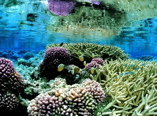 Free picture: coral, gardens, underwater, landcape, scenic