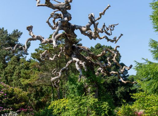 File:Cruickshank Botanic Garden, Old Aberdeen (53437955880).jpg - Wikimedia  Commons