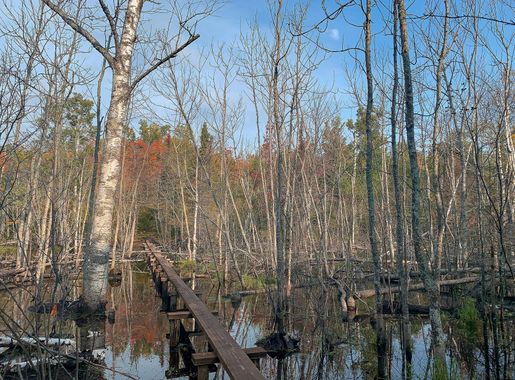 File:Boardwalk Hike at Isle Royale National Park (49051395018).jpg -  Wikimedia Commons