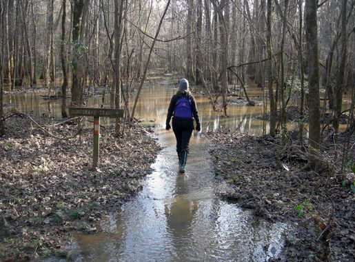 File:Hiking Kingsnake Trail (8417739800).jpg - Wikimedia Commons