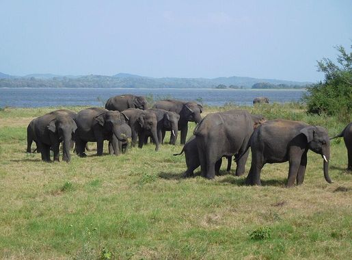 File:Minneriya National Park, elephants gathering.jpg - Wikimedia Commons