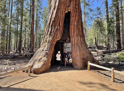 File:Tunnel Tree, Mariposa Grove, Yosemite National Park - June 2022.jpg -  Wikimedia Commons