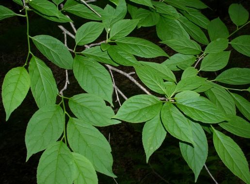 File:Ilex montana.jpg - Wikimedia Commons