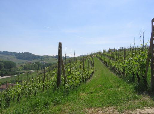 File:Nebbiolo vineyard in Barolo.JPG - Wikimedia Commons