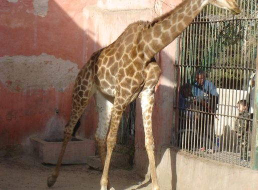 File:Giraffe-Alex Zoo.JPG - Wikimedia Commons