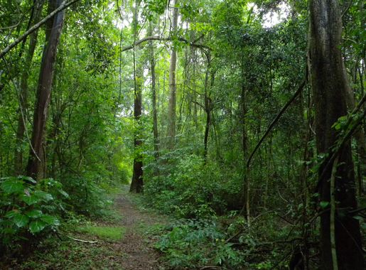 File:Western Deciduous Dry Forest, Ankarafantsika National Park, Madagascar  (4466604873).jpg - Wikimedia Commons