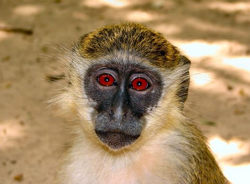 File:Bijilo-Portrait-of-a-Callithrix-Monkey.jpg - Wikimedia Commons
