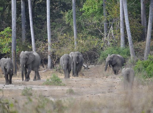 File:Elephants I (15060901612).jpg - Wikimedia Commons