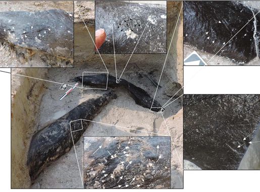 Fail:Shaping marks on the upper surfaces of object 1033 and on the  underlying treetrunk.webp – Vikipeedia