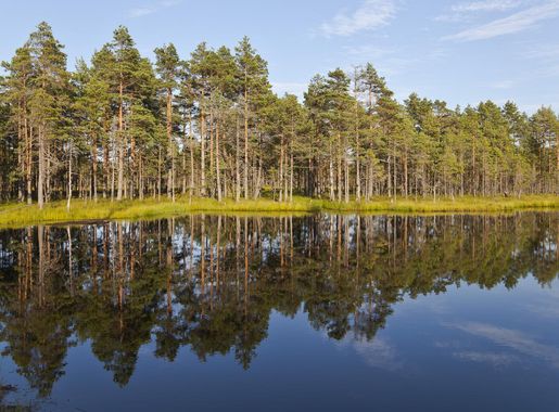 File:Viru Bog, Parque Nacional Lahemaa, Estonia, 2012-08-12, DD 60.JPG -  Wikimedia Commons