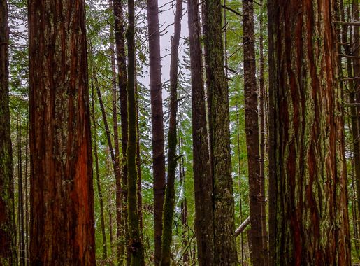File:Lady Bird Johnson Grove - Redwood State Park, California  (22773949741).jpg - Wikimedia Commons