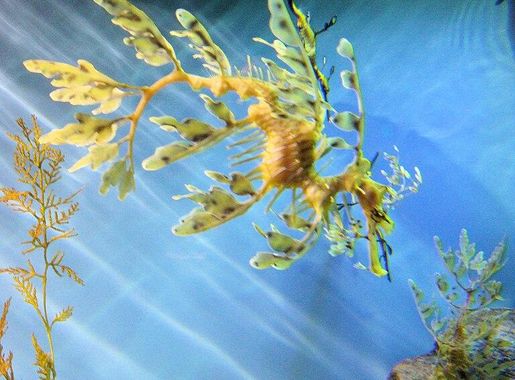 File:DSC28160, Leafy Sea Dragon, Monterey Bay Aquarium, Monterey,  California, USA (4327040414).jpg - Wikimedia Commons