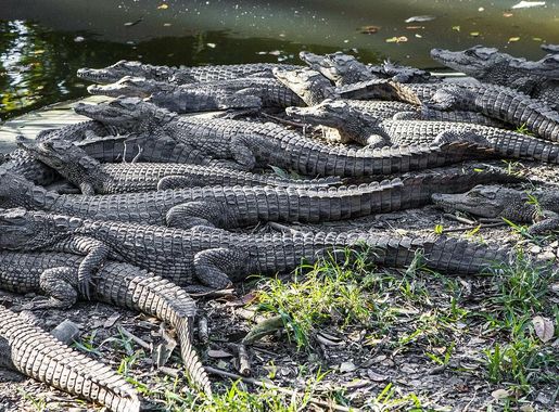 File:Kalimba, Zambia.jpg - Wikimedia Commons